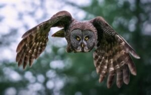 Which organizations specialize in owl rescue and rehabilitation efforts?