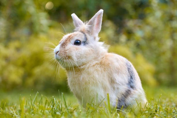 Can rescued rabbits be trained for litter box use?