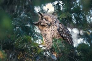 How can one safely rescue an injured owl without causing further harm?