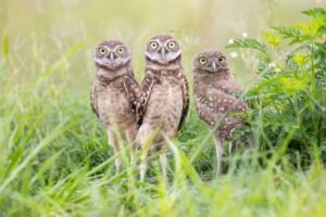 What precautions should one take when handling an injured owl during a rescue?