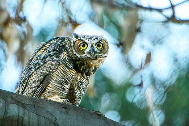 Why do baby owls often require specialized care during the rescue process?